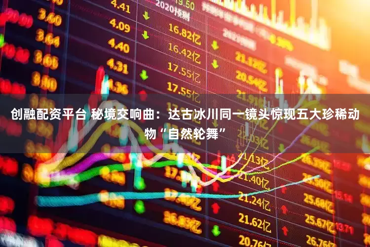 创融配资平台 秘境交响曲：达古冰川同一镜头惊现五大珍稀动物“自然轮舞”